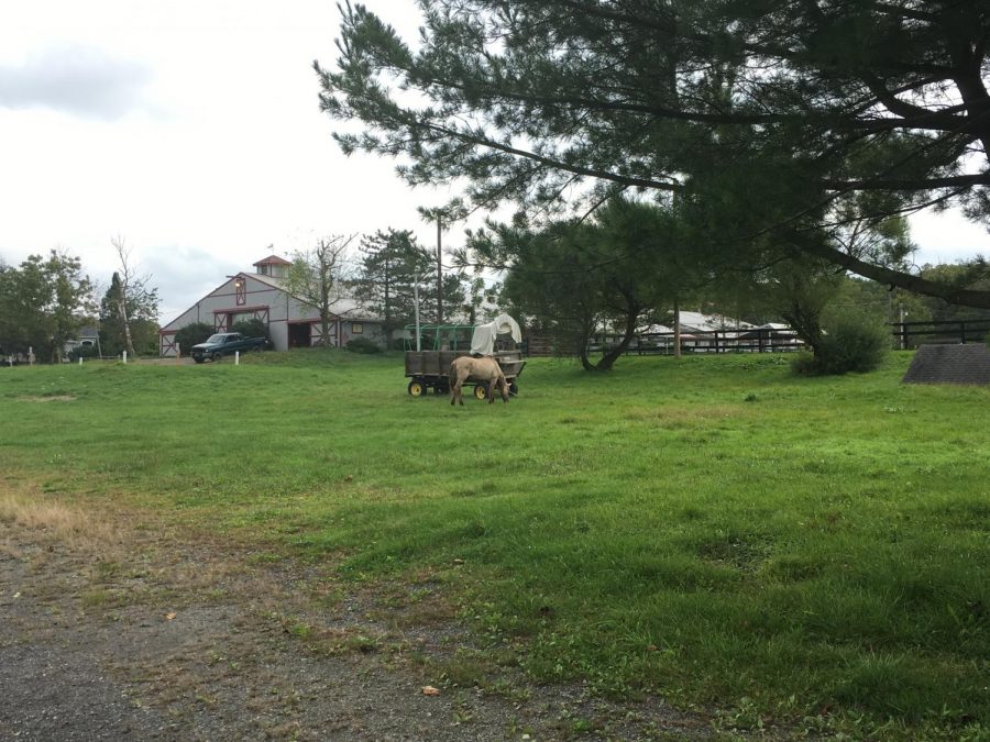 Everywhere is a perfect place for horses to graze, even when not in paddocks! Photo by Camille Balo.