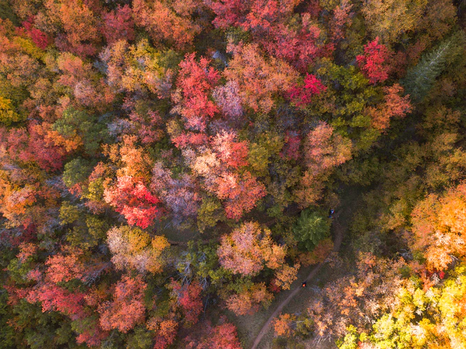 Leaves start off with green hues from a molecule called chlorophyll, then gradually change to warmer colors along with the decreasing amount of sunlight.
