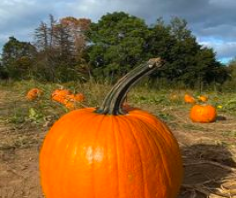 Pumpkins are a staple of the fall season