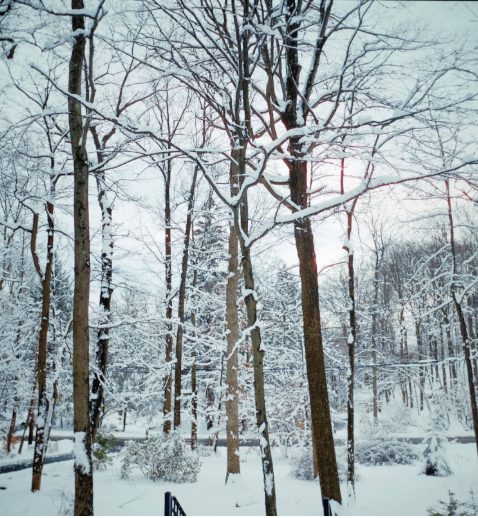 Photo of snow covered trees and grass
