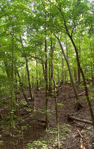 Preserved land in Jefferson Township.
